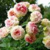Роза Сезар, Цезарь (Cesar, MEIsardan, Romantic Occasion) 6