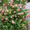 Роза Сезар, Цезарь (Cesar, MEIsardan, Romantic Occasion) 9