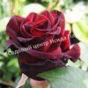 Роза Черный принц (Black Prince) 7