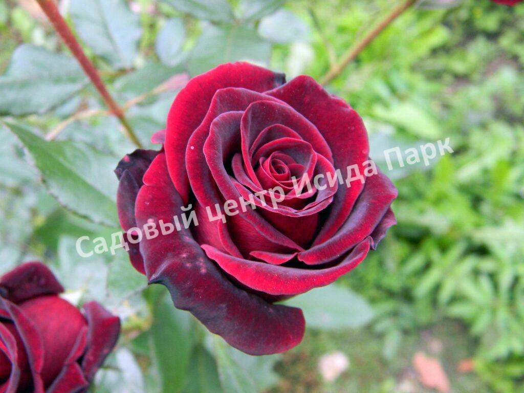 Роза Черный принц (Black Prince)