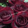 Роза Черный принц (Black Prince) 11