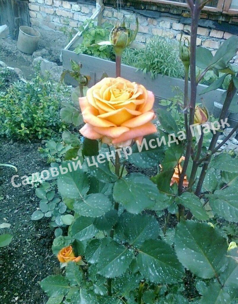 Роза Экзотика (Exotica)