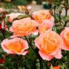 Роза Экзотика (Exotica) 4