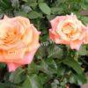 Роза Экзотика (Exotica) 5