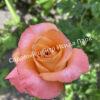 Роза Экзотика (Exotica) 8