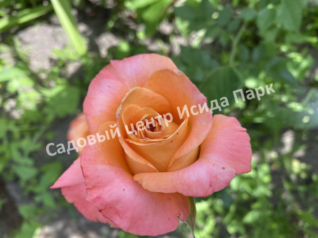 Роза Экзотика (Exotica)