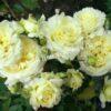 Роза Эльф (Elfe) 4