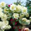 Роза Эльф (Elfe) 5