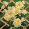 Роза Эльф (Elfe) 8