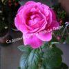 Роза Эминенс (Eminence) 8