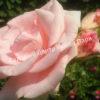 Роза Фламинго (Flamingo) 5
