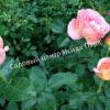 Роза Фламинго (Flamingo) 4