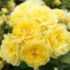 Роза Фрезия (Friesia) 5
