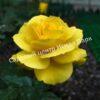 Роза Фрезия (Friesia) 6