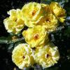 Роза Фрезия (Friesia) 8
