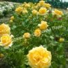Роза Голден Моника (Golden Monica) 10