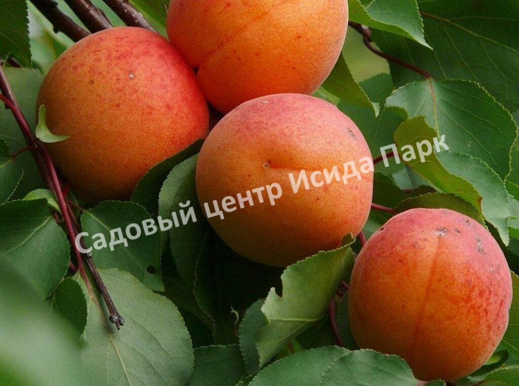 Абрикос Графиня (The Countess)