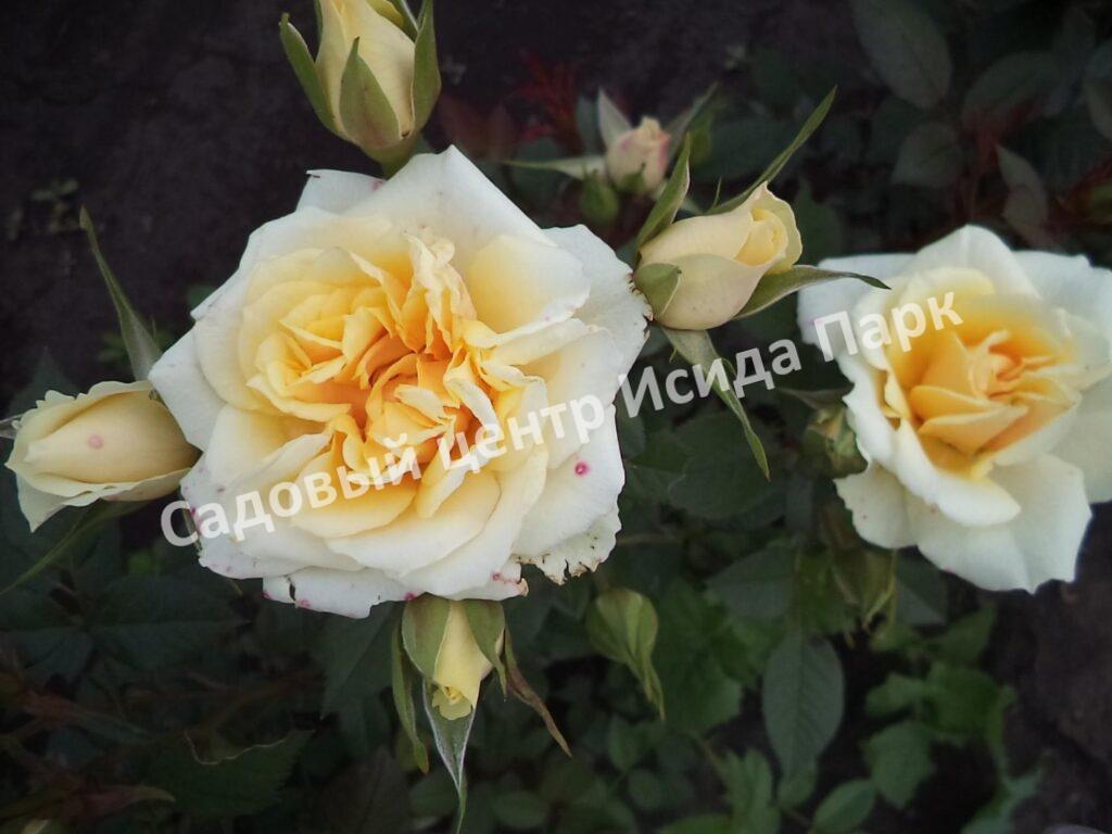 Роза Ханимилк (Honeymilk)