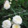Роза Ханимилк (Honeymilk) 5
