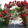 Роза Амадеус (Amadeus) 20