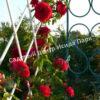 Роза Амадеус (Amadeus) 22