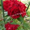 Роза Амадеус (Amadeus) 23