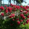 Роза Амадеус (Amadeus) 13
