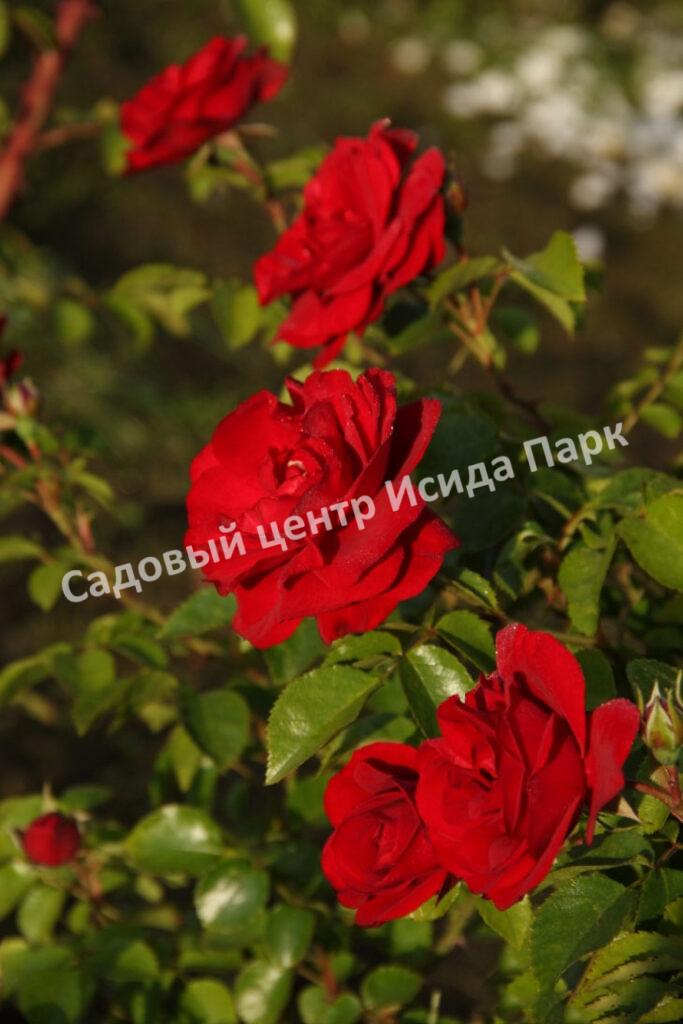 Роза Амадеус (Amadeus)