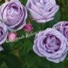 Роза Индиголетта (Indigoletta) 8