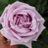 Роза Индиголетта (Indigoletta) 9