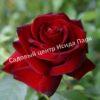 Роза Ингрид Бергман (Ingrid Bergman) 6