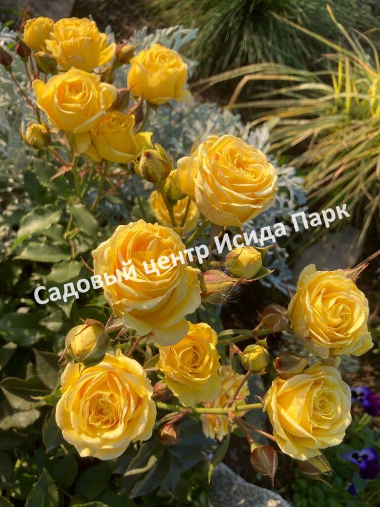 Роза Йеллоу Стар (Yellow Star)
