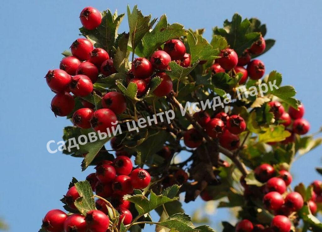 Боярышник Обыкновенный колючий, сглаженный (Crataegus laevigata)