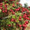 Боярышник Обыкновенный колючий, сглаженный (Crataegus laevigata) 4