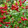 Боярышник Обыкновенный колючий, сглаженный (Crataegus laevigata) 5
