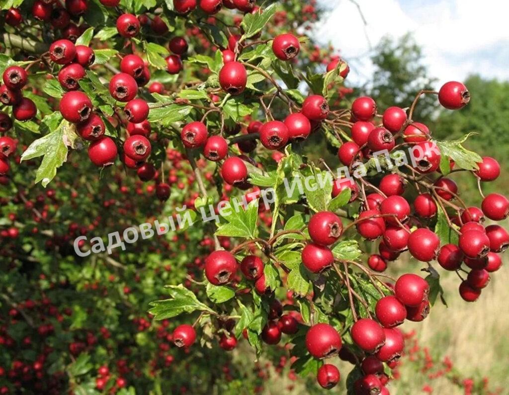 Боярышник Обыкновенный колючий, сглаженный (Crataegus laevigata)