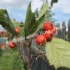 Боярышник Обыкновенный колючий, сглаженный (Crataegus laevigata) 8