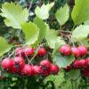 Боярышник Обыкновенный колючий, сглаженный (Crataegus laevigata) 9