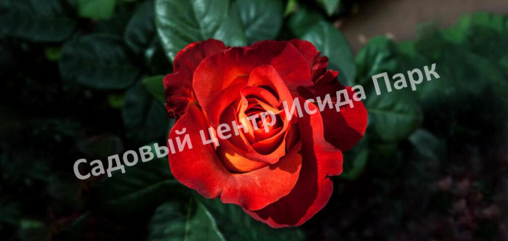 Роза Кофе Брейк (Coffee Break)