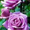 Роза Королева Красоты (The Beauty Queen) 4