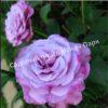 Роза Королева Красоты (The Beauty Queen) 7