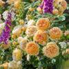 Роза Принцесса Маргарет (Crown Princess Margareta) 6
