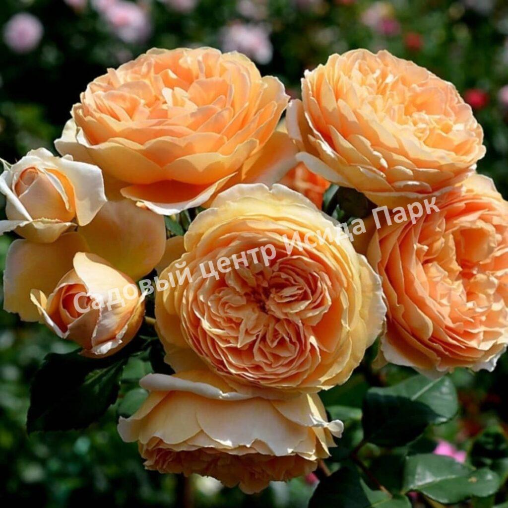 Роза Принцесса Маргарет (Crown Princess Margareta)