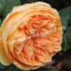 Роза Принцесса Маргарет (Crown Princess Margareta) 7