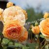 Роза Принцесса Маргарет (Crown Princess Margareta) 5