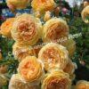 Роза Принцесса Маргарет (Crown Princess Margareta) 8