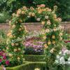Роза Принцесса Маргарет (Crown Princess Margareta) 9