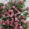 Роза Лавиния (Lawinia) 7