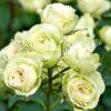 Роза Лавли Грин (Lovely Green) 7