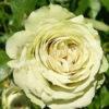 Роза Лавли Грин (Lovely Green) 5